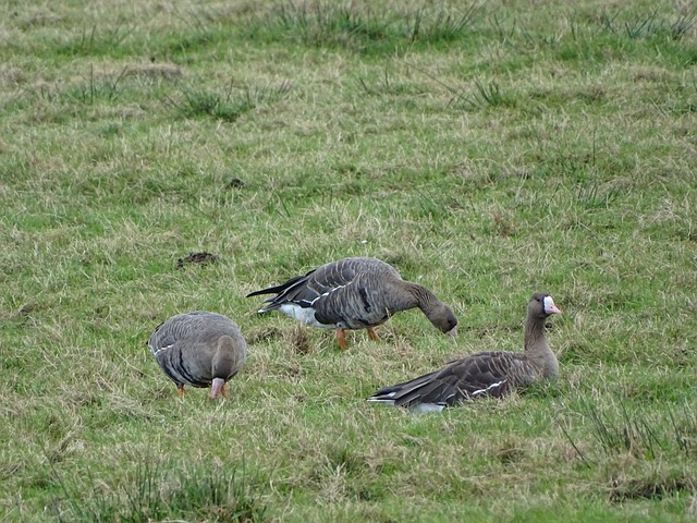 化交流的重 化交流的重